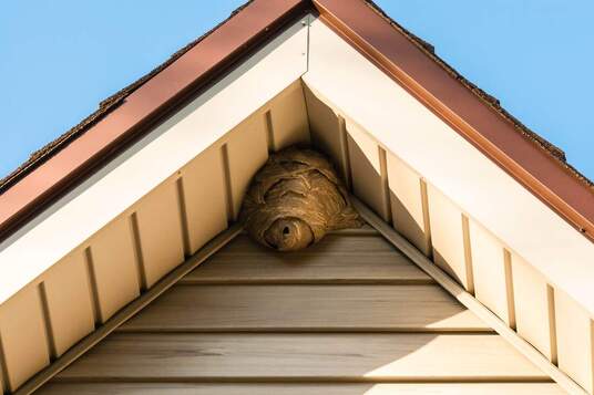 Hornets nest on the side of a house. 