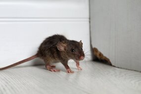 mouse hiding in a corner