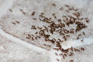Ants hurdled together. 